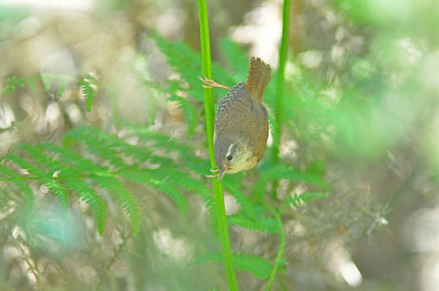 19 05 14_4483_edited-1.jpg - WREN - BOLDERWOOD, NEW FOREST HANTS - SPRING 2014